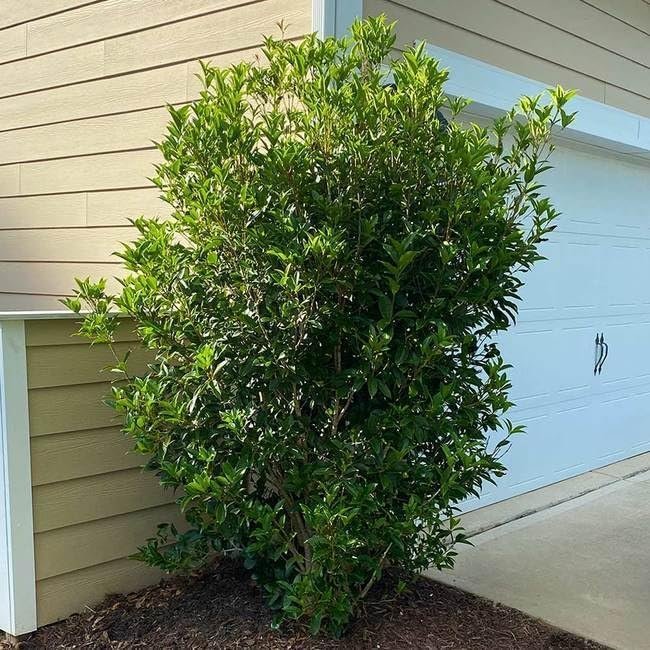 Fragrant Tea Olive | Live Gallon Size Plants | Osmanthus fragrans | Ideal for Gardens & Landscaping | Easy|to|Grow Evergreen Shrub | Delightful Sweet Scent | Decorative & Versatile