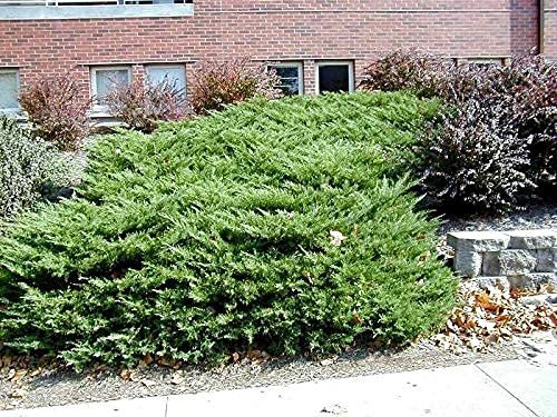 Juniper Kallay | Live Gallon Size Plant | Juniperus Chinensis | Drought Tolerant Cold Hardy Evergreen Groundcover