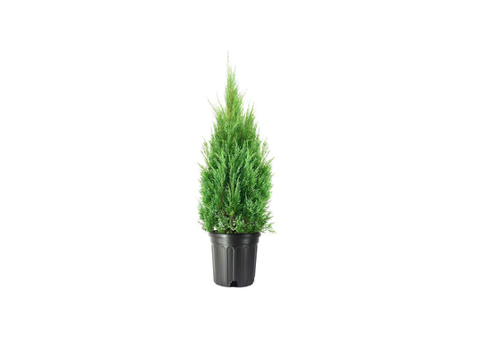 Medora Juniper | Extra Large 3 Gallon Plants | Columnar Evergreen Shrub for Privacy, Landscaping, and Ornamental Gardens | Drought|Resistant & Easy|to|Grow