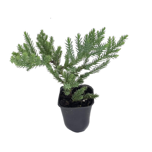 San Jose Juniper | 10 Live Plants | Juniperus Chinensis | Drought Tolerant Cold Hardy Evergreen Ground Cover