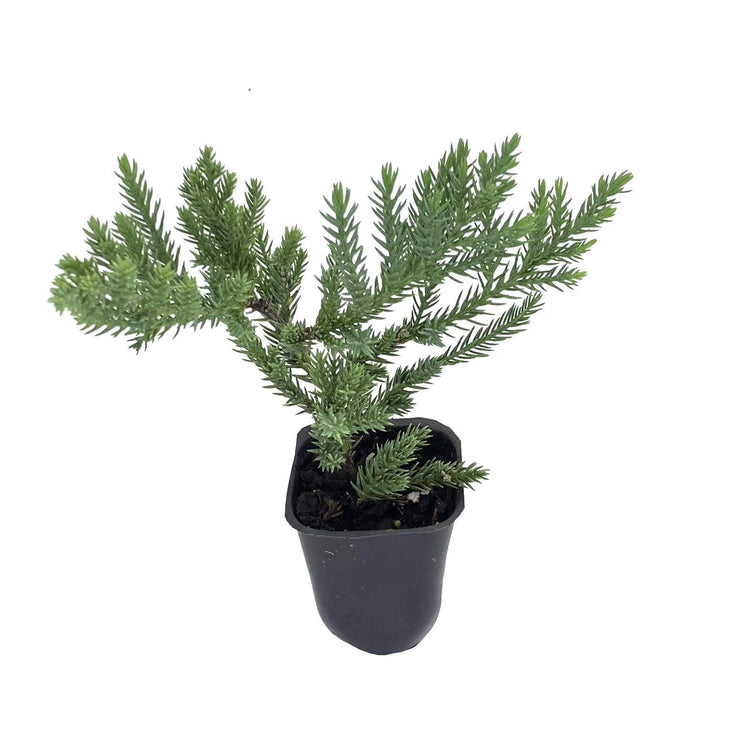 San Jose Juniper | 10 Live Plants | Juniperus Chinensis | Drought Tolerant Cold Hardy Evergreen Ground Cover