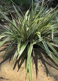 Variegated Flax Lily I Large Gallon Size Plants I Dianella Tasmanica I Live Striking Green and White Foliage, Drought|Resistant, Evergreen Perennial