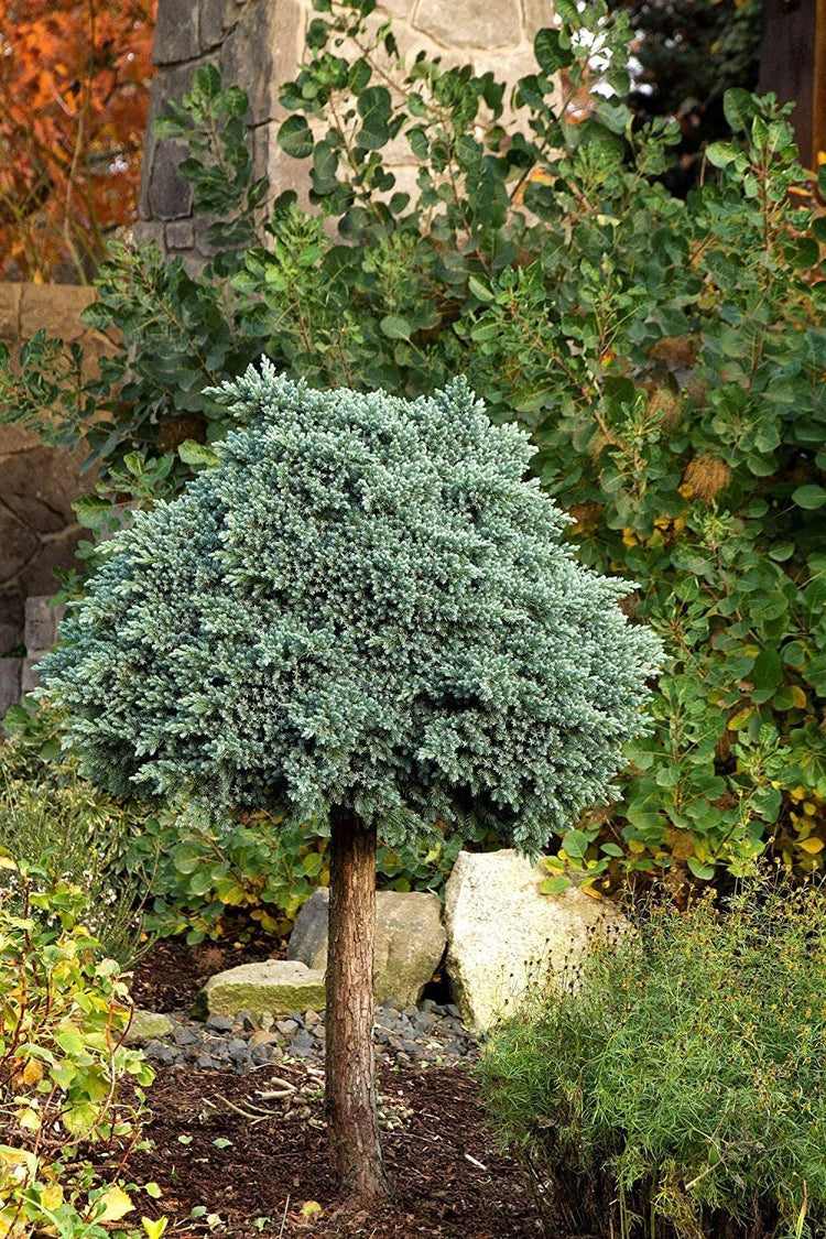 Blue Star Juniper | Large Gallon Size Plants | Juniperus Squamata | Low Maintenance Blue Evergreen Groundcover