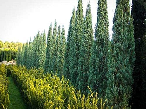 Skyrocket Juniper | Live Gallon Size Trees | Juniperus Scopulorum | Drought Tolerant Cold Hardy Formal Upright Evergreen Plant