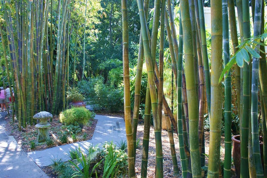 Oldhamii Bamboo | Live Plant | Bambusa Oldhamii | Privacy Screen Bamboo | Fast|Growing Garden Foliage | Tall Decorative Landscape Specimen