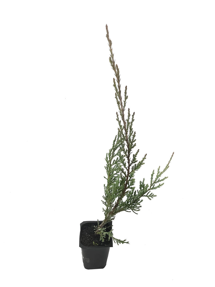 Hetzi Columnar Juniper | Live Plants | Juniperus Chinensis | Evergreen Privacy Barrier