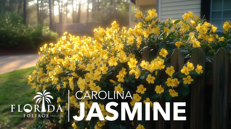 Carolina Jasmine | Large Gallon Size Plants | Gelsemium sempervirens | Evergreen Climbing Vine | Yellow Flowering Landscape Plants