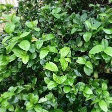 Viburnum Suspensum | Extra Large 3 Gallon Plants | Sandankwa Viburnum | Dense Evergreen Hedge | Year|Round Greenery