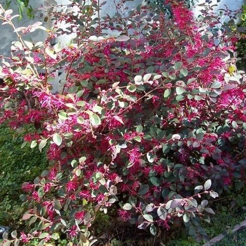 Loropetalum Plum Delight | Extra Large 3 Gallon Plants | Loropetalum Chinense VAR. Rubrum | Lush Landscaping | Garden Accent