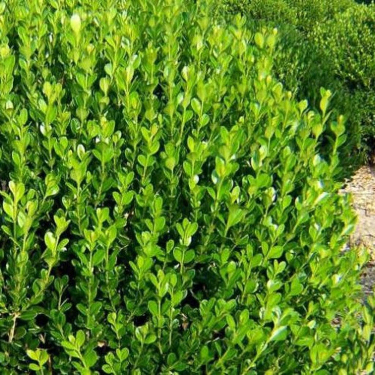 Wintergreen Boxwood | Large 3 Gallon Plants | Dense Evergreen Foliage, Cold|Hardy & Ideal for Year|Round Landscaping, Elegant Border & Hedge Plant, Live Shrub