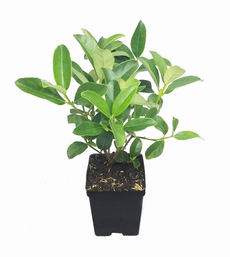 Sweet Viburnum | Large 4 Inch Pots | Viburnum Odorotissimum | Live Plants | Fast Growing Privacy Hedge, Shrub, Privacy Screen