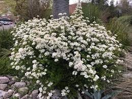 Viburnum Densa | Extra Large 3 Gallon Plant | Viburnum Odoratissimum 'Densa' | Lush Landscape Addition | Hardy Shrub