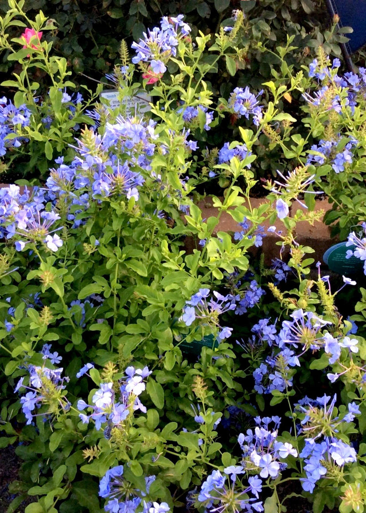 Plumbago Imperial Blue | Extra Large 3 Gallon Plants | Plumbago auriculata | Flowering Shrub | Drought Tolerant