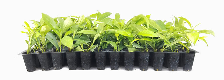 Yesterday, Today and Tomorrow | Live Plants | Brunfelsia Pauciflora Floribunda | Beautiful Blooming Violet & White Flowers Evergreen Screening Shrub