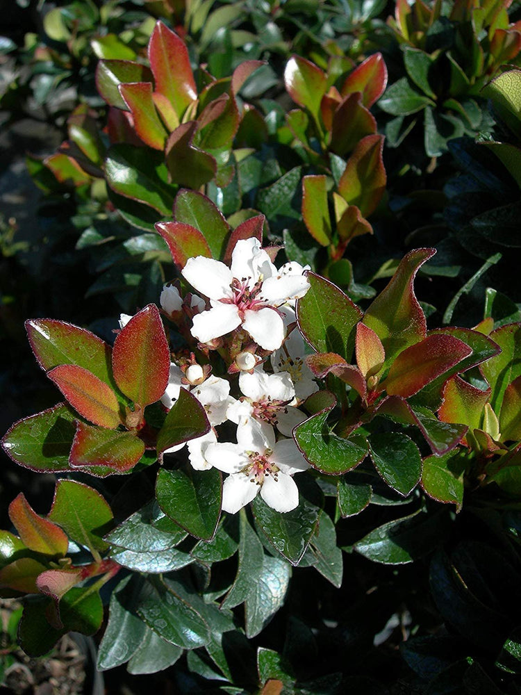 Indian Hawthorn | Live Plants | Rhaphiolepis Indica Alba | Flowering Evergreen Shrub