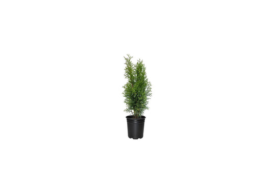 Arborvitae Emerald Green | Live 4 Inch Pot | Thuja Occidentalis Smaragd Tree | Evergreen Privacy Screening Hedge Plants