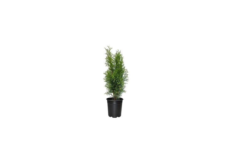 Arborvitae Emerald Green | Live 4 Inch Pot | Thuja Occidentalis Smaragd Tree | Evergreen Privacy Screening Hedge Plants