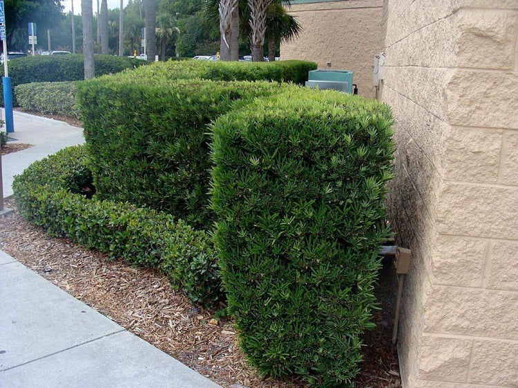 Dwarf Podocarpus Macrophyllus Pringles | Live Plants | Dense Evergreen Low Hedge or Bonsai