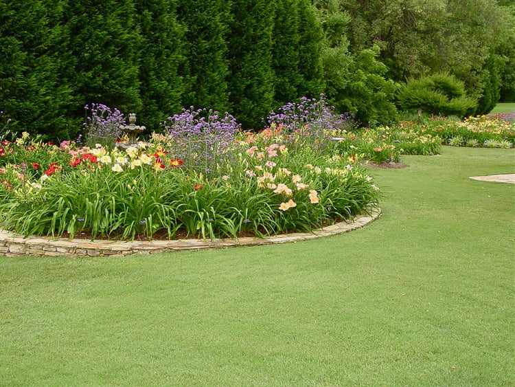 Daylily 'Aztec Gold' | 15 Live Plants | Hemerocallis Blooming Ground Cover Ornamental Foliage