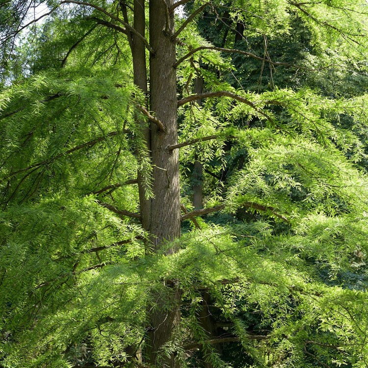 Bald Cypress | Live Trees | Taxodium Distichum | Fast Growing Shade Tree Wet Tolerant
