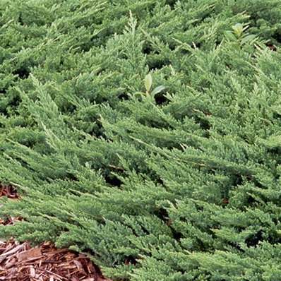 Prince of Wales Juniper | 15 Live Plants | Drought Tolerant Cold Hardy Evergreen Ground Cover