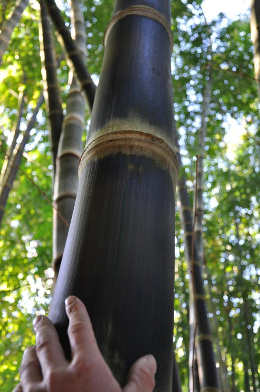 Black Bamboo | Dendrocalamus Asper Hitam | Live Gallon Size Plants | Exotic Tropical Decor | Fast Growing Privacy Screen | Unique & Hardy