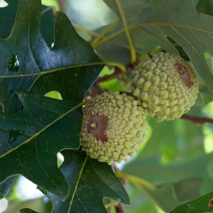 Overcup Oak Tree | Live Seedlings | Quercus Lyrata | Ideal for Landscaping & Shade | Long|Lasting & Resilient Plant