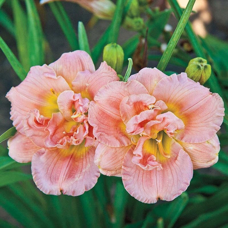 Daylily Siloam Double Classic I Live 3 Inch Pots I Hemerocallis I Peach Colored Flowers