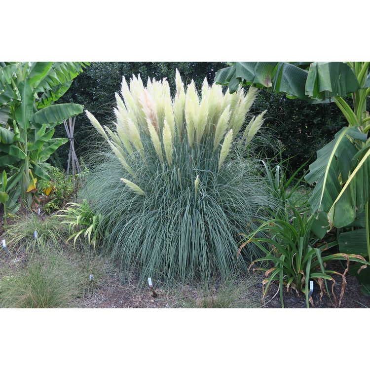 Pampas Grass Blue Bayou | Live Plants | Cortaderia Selloana | Dwarf Low Maintenance Drought Tolerant Ornamental Grass
