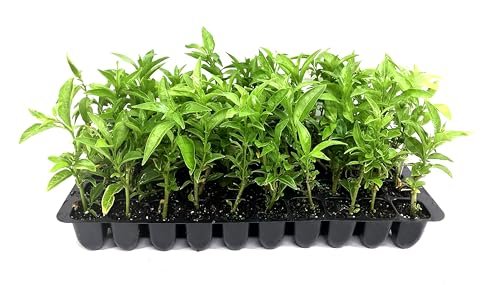 Night Blooming Jasmine | Live Plants | Jessamine Cestrum Nocturnum | Fragrant Blooming Vine