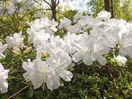 Azalea GG Gerbing | Extra Large 3 Gallon Plants | Lush & Radiant White Blooms, Hardy & Versatile, Ideal for Indoor/Outdoor Planting & Decor