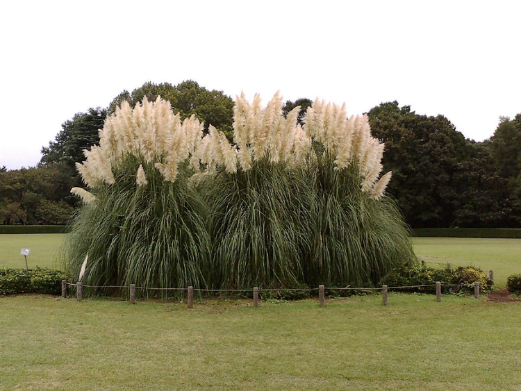 Pampas Grass | 40 Live Plants | Cortaderia Selloana | Beautiful Blooming Screening Ornamental Foliage