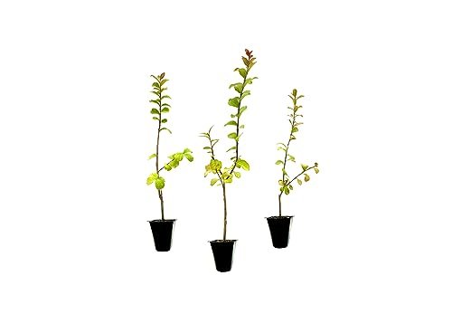 Crape Myrtle Twilight | Live Plants | Deep Purple Blooms, Premium Live Plant, Ornamental Garden Centerpiece for Stunning Seasonal Displays