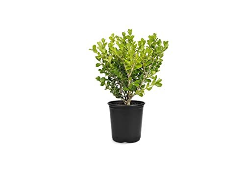 Japanese Boxwood | Live 4 Inch Pots | Buxus Microphylla | Formal Evergreen Low Maintenance Hedge Plants