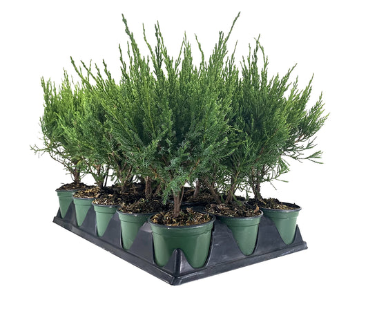 Sea Green Juniper | Live 4 Inch Pot | Juniperus Chinensis | Drought Tolerant Cold Hardy Evergreen Border Screening Plant