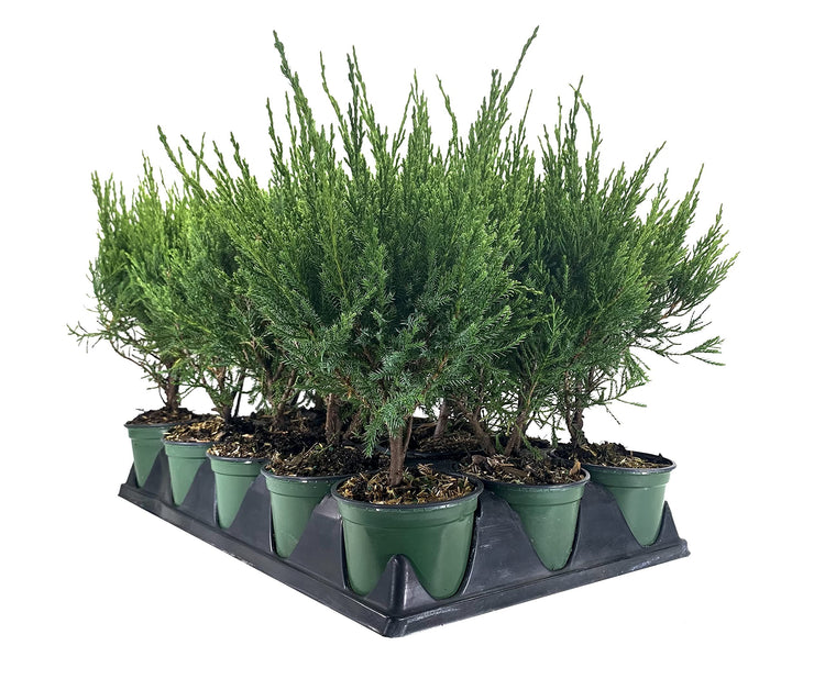 Sea Green Juniper | Live 4 Inch Pot | Juniperus Chinensis | Drought Tolerant Cold Hardy Evergreen Border Screening Plant