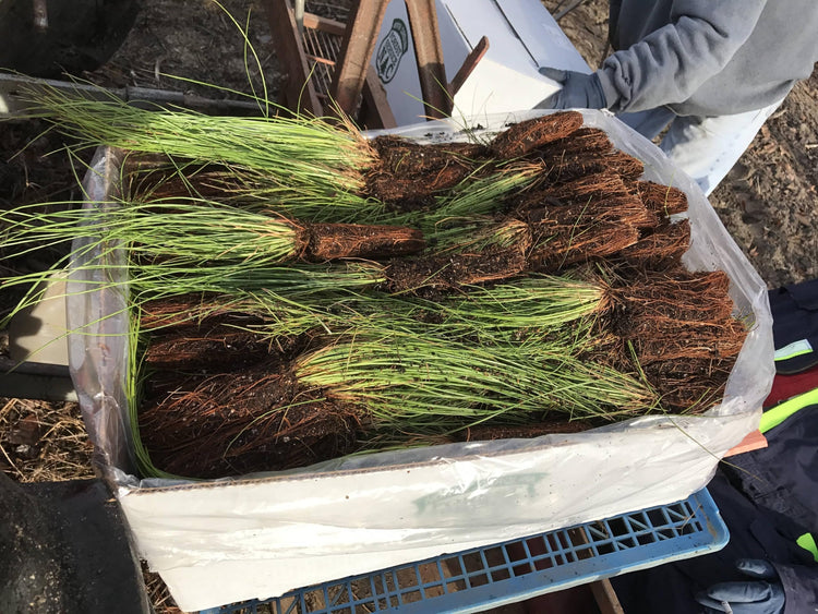 Longleaf Pine Tree | Live Plants | Pines Palustris | Hardy Fast Growing Evergreen Eco|Friendly Trees