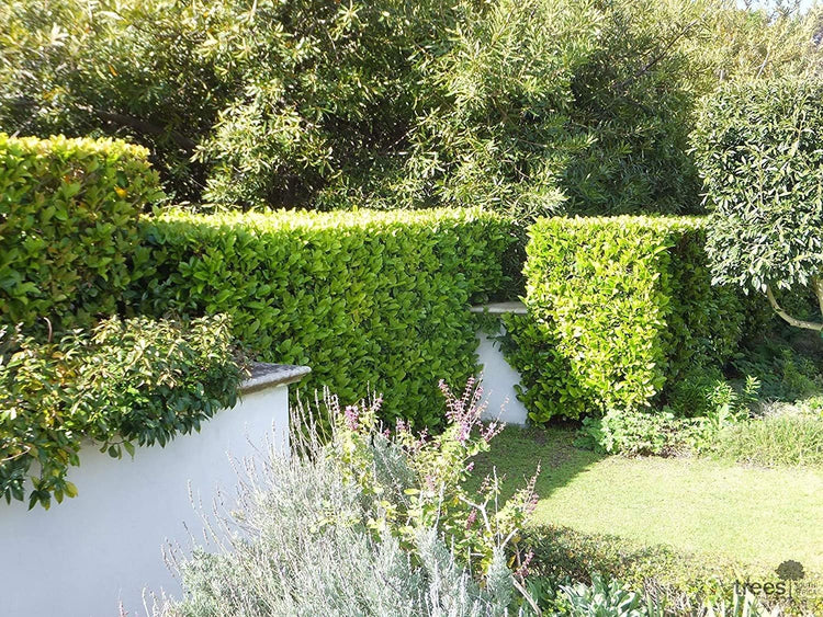 Sweet Viburnum | Large 4 Inch Pots | Viburnum Odorotissimum | Live Plants | Fast Growing Privacy Hedge, Shrub, Privacy Screen