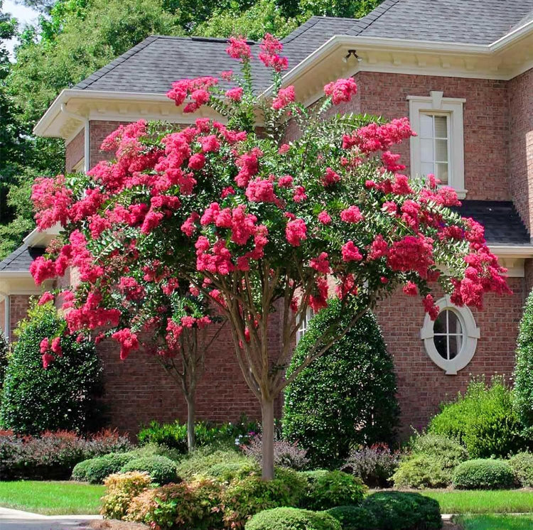 Crape Myrtle Tonto | Extra Large 3 Gallon Plants | Lagerstroemia 'Tonto' | Hardy Fuchsia Blooms | Compact Growth
