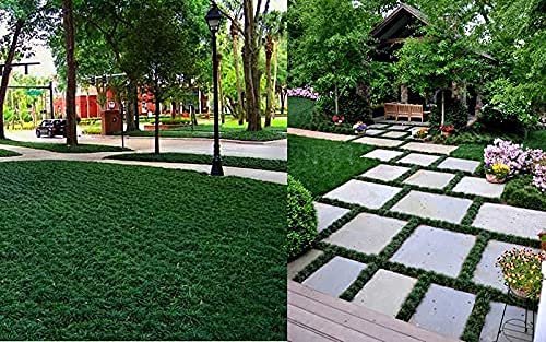 Dwarf Mondo Grass | Large Quart Size Plants | Ophiopogon Japonicus Nanus | Live Shade Loving Evergreen Ground Cover