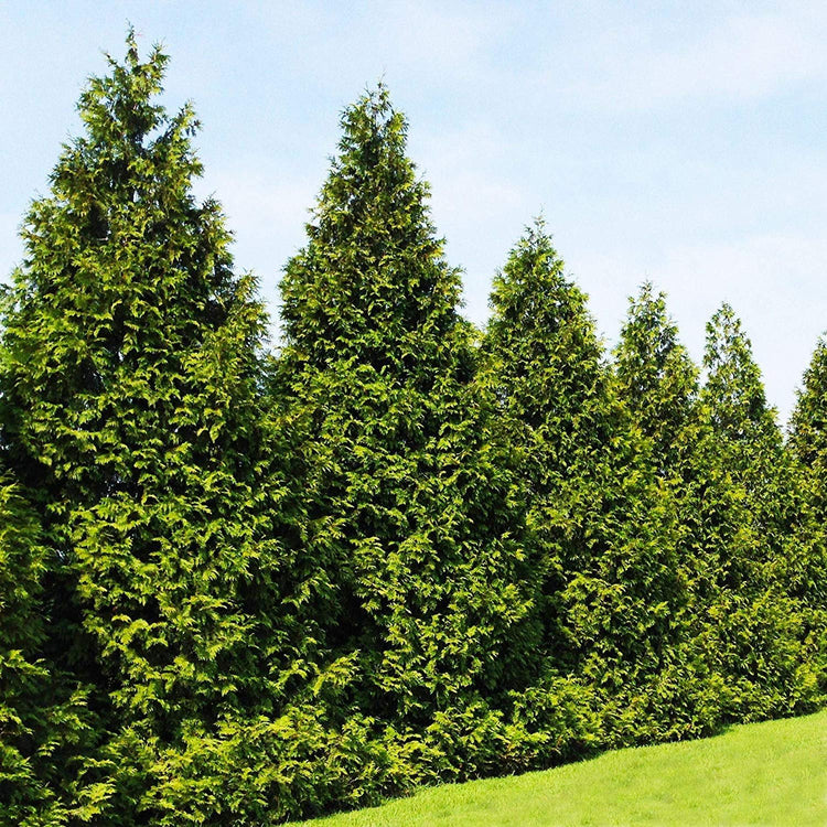 Thuja Plicata 'Green Giant' Arborvitae | Quart Size Plant | Live Evergreen Privacy Tree