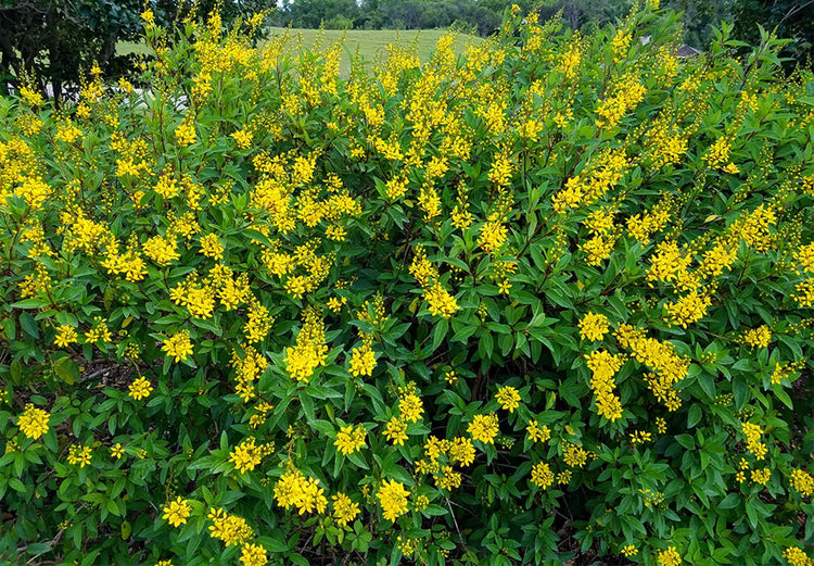 Thryallis | Extra Large 3 Gallon Plants | Galphimia glauca | Tropical Beauty | Year|Round Blooms