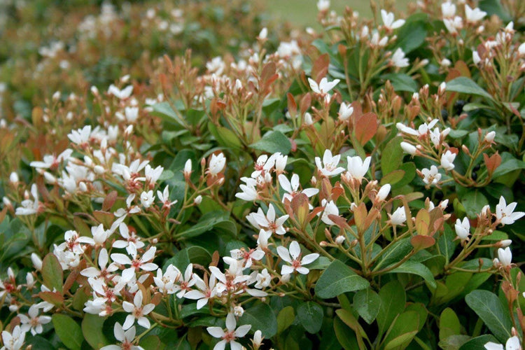 Indian Hawthorn | Live Plants | Rhaphiolepis Indica Alba | Flowering Evergreen Shrub