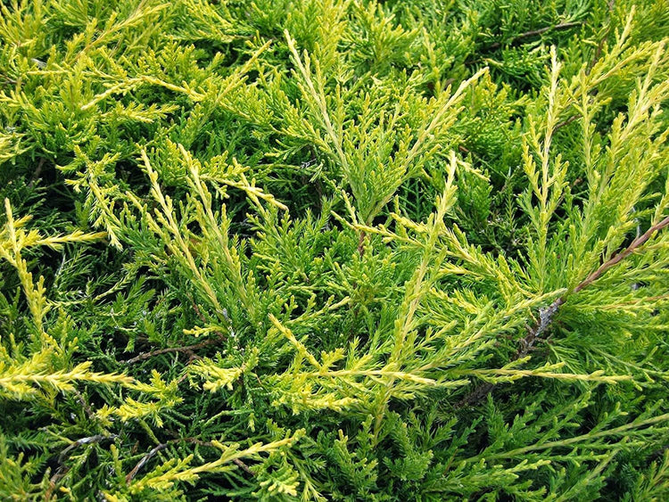 Juniper Saybrook Gold | Live Gallon Size Plants | Juniperus Chinensis | Cold Hardy Evergreen Groundcover
