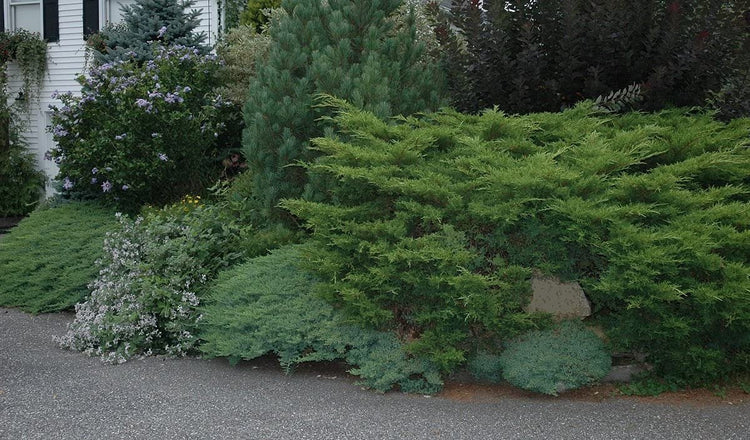 Juniper Angelica Blue | Live Gallon Size Plants | Juniperus Chinensis | Drought Tolerant Evergreen Cold Hardy Shrub