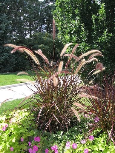 Red Fountain Grass I Large Gallon Size Plant I Pennisetum Setaceum Rubrum I Live Premium Quality, Ornamental Perennial Grass for Eye|Catching Landscaping, Gardens