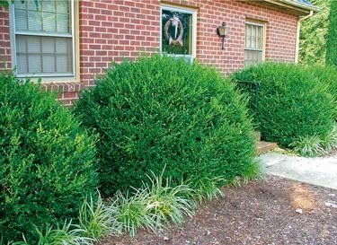 Wintergreen Boxwood | Live Quart Size Plants | Dense Evergreen Foliage, Cold|Hardy & Ideal for Year|Round Landscaping, Elegant Border & Hedge Plant, Live Shrub
