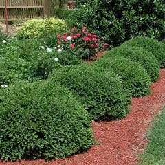 Sunbright Boxwood | Live Plants | Luminous Golden|Yellow Foliage, Perfect for Borders & Landscaping, Year|Round Color & Drought Tolerant, Live Shrub Plant