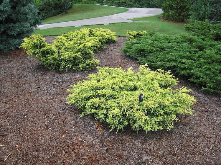 Juniper Saybrook Gold | Live Gallon Size Plants | Juniperus Chinensis | Cold Hardy Evergreen Groundcover