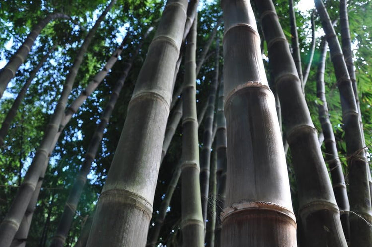 Black Bamboo | Dendrocalamus Asper Hitam | Live Gallon Size Plants | Exotic Tropical Decor | Fast Growing Privacy Screen | Unique & Hardy